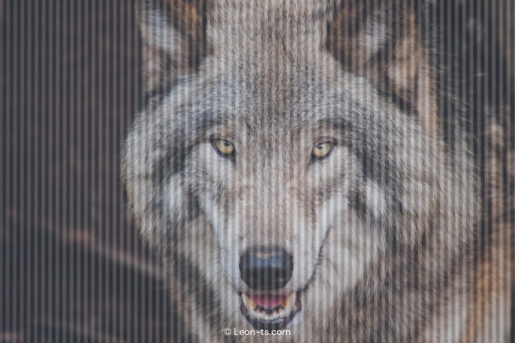 Solution du défi de l'animal caché dans l'image