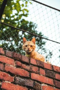 Quels sont les chats les plus agiles ?