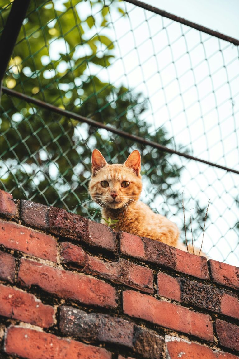 Quels sont les chats les plus agiles ?